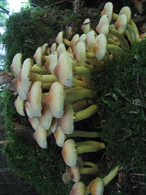 Hypholoma_fasciculare