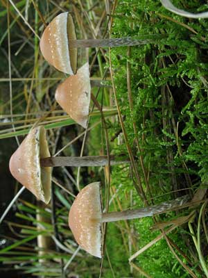 Hypholoma_marginatum