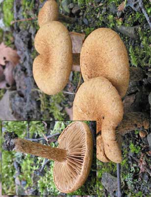 Inocybe_dulcamara