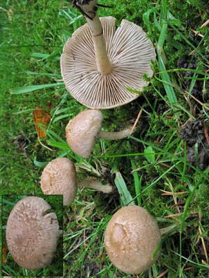 Inocybe_sindonia