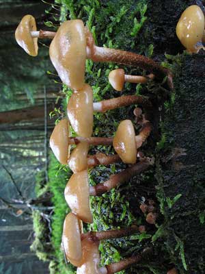 Kuehneromyces_mutabilis