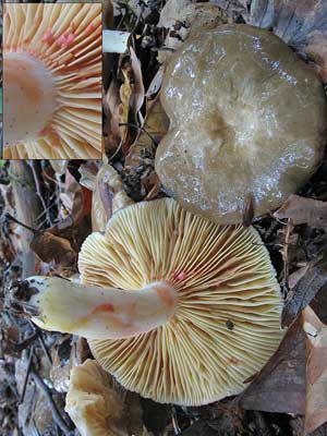 Lactarius_acris