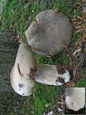 Lactarius_blennius