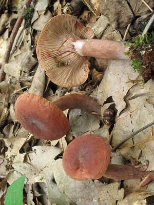 Lactarius_camphoratus