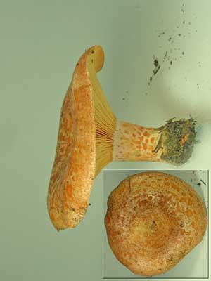 Lactarius_deliciosus