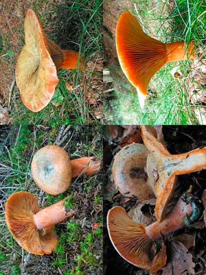 Lactarius_deterrimus