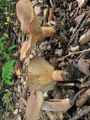 Lactarius_helvus