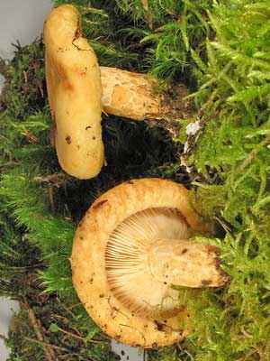 Lactarius_intermedius