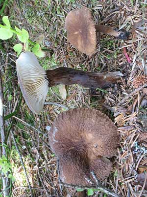 Lactarius_lignyotus