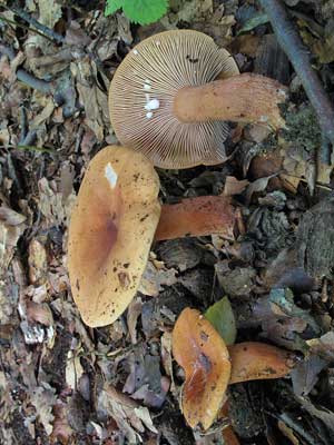 Lactarius_mitissimus