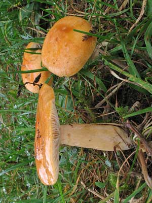 Lactarius_porninsis