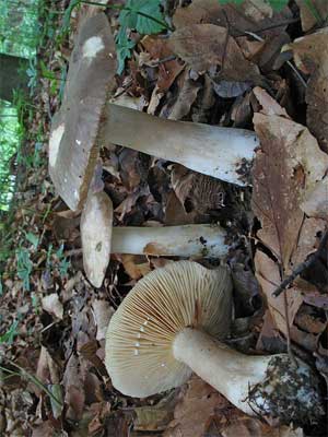 Lactarius_pterosporus