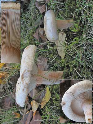 Lactarius_pubescens