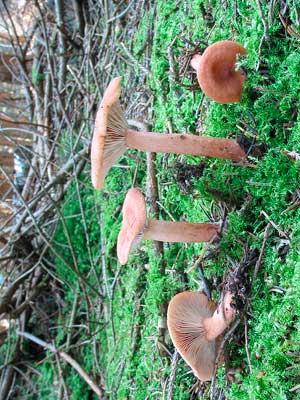 Lactarius_rufus