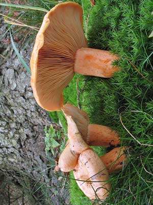 Lactarius_salmonicolor