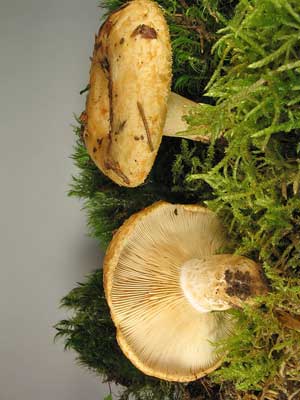 Lactarius_scrobiculatus