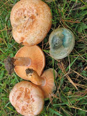 Lactarius_semisanguifluus