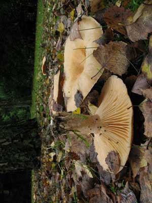 Lactarius_torminosus