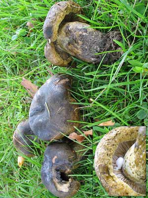 Lactarius_turpis