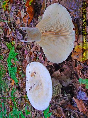 Lactarius_vellereus