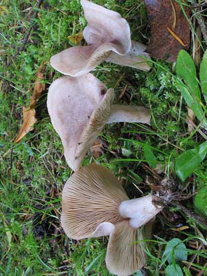 Lactarius_vietus