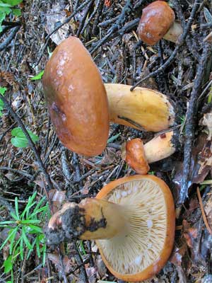 Lactarius_volemus