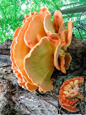 Laetiporus_sulphureus