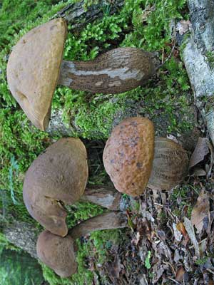 Leccinum_carpini