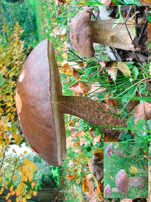 Leccinum_scabrum