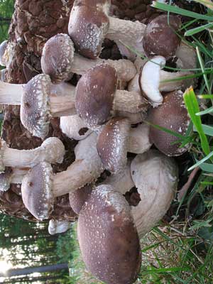 Lentinula_edodes