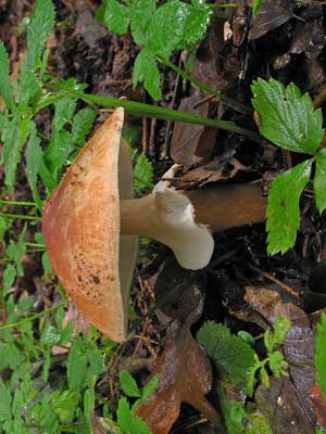 Lepiota_acutesquamosa