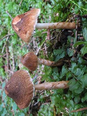 Lepiota_castanea