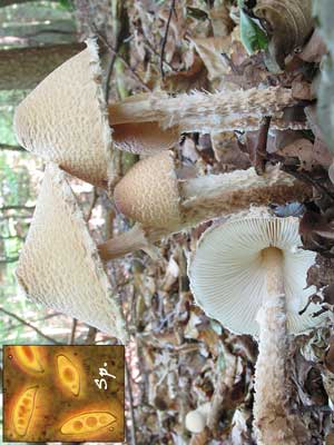 Lepiota_clypeolaria