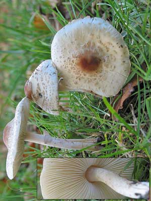 Lepiota_cristata