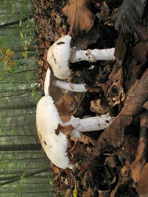 Lepiota_ignivolvata