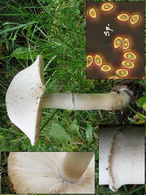 Leucoagaricus_holosericeus