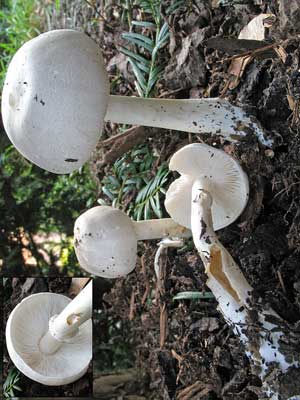 Leucoagaricus_leucothites