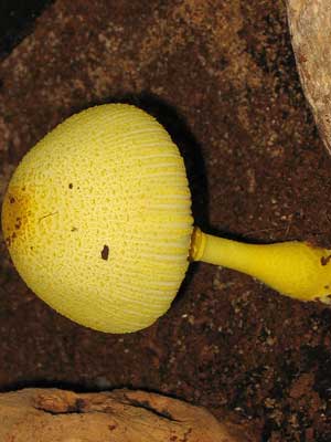 Leucocoprinus_birnbaumii