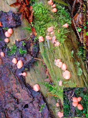 Lycogala_epidendrum