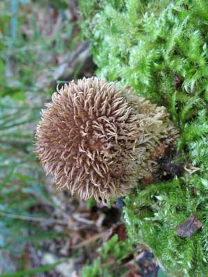 Lycoperdon_echinatum