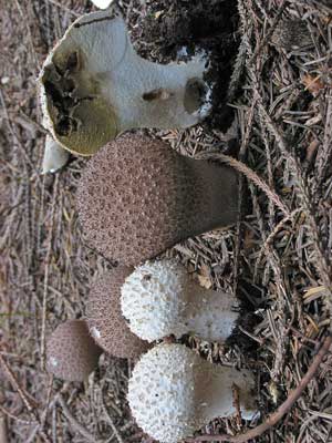 Lycoperdon_perlatum