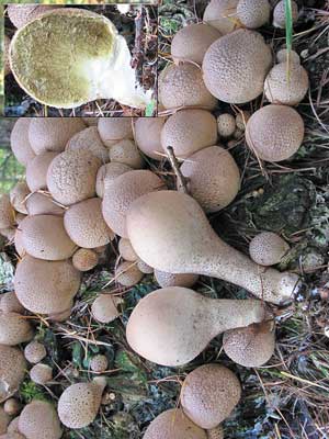 Lycoperdon_pyriforme