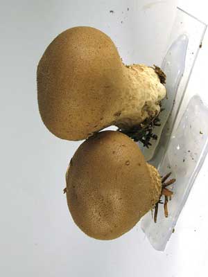 Lycoperdon_umbrinum