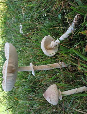 Macrolepiota_excoriata