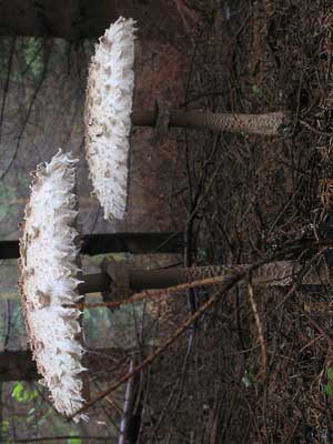 Macrolepiota_procera