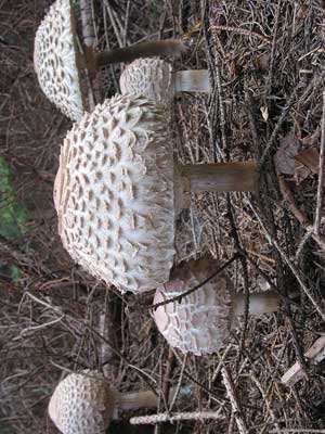 Macrolepiota_rachodes