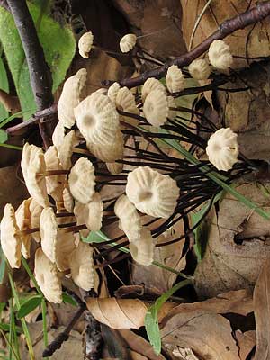 Marasmius_rotula