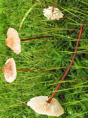 Marasmius_scordonius