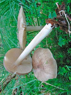 Megacollybia_platyphylla