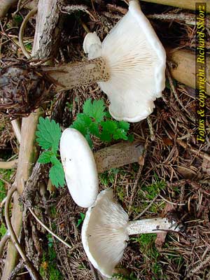 Melanoleuca_verrucipes
